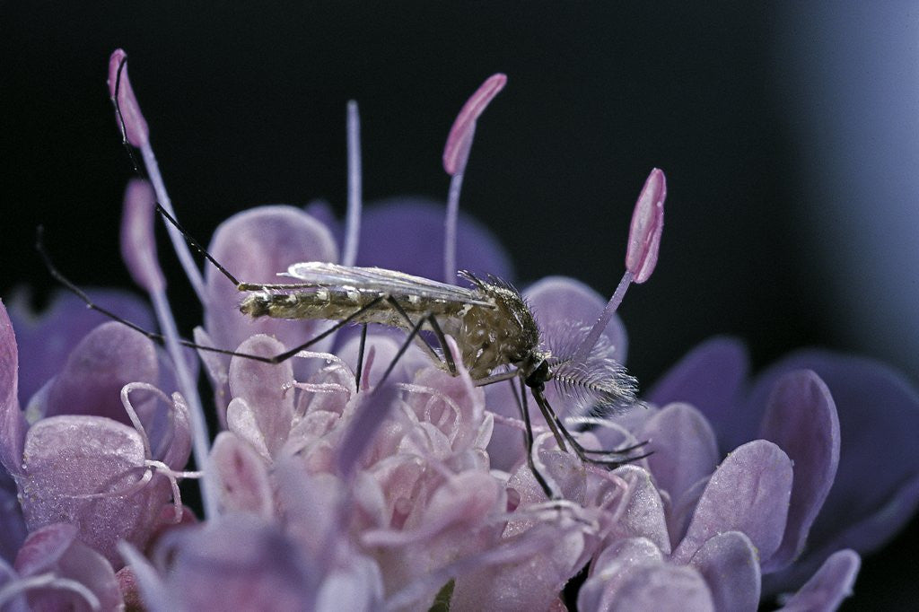 Detail of Culex pipiens (common house mosquito) - on a flower by Corbis