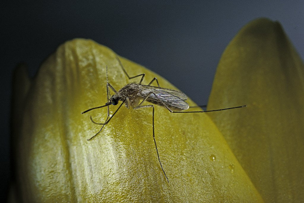 Detail of Culex pipiens (common house mosquito) - on a flower by Anonymous