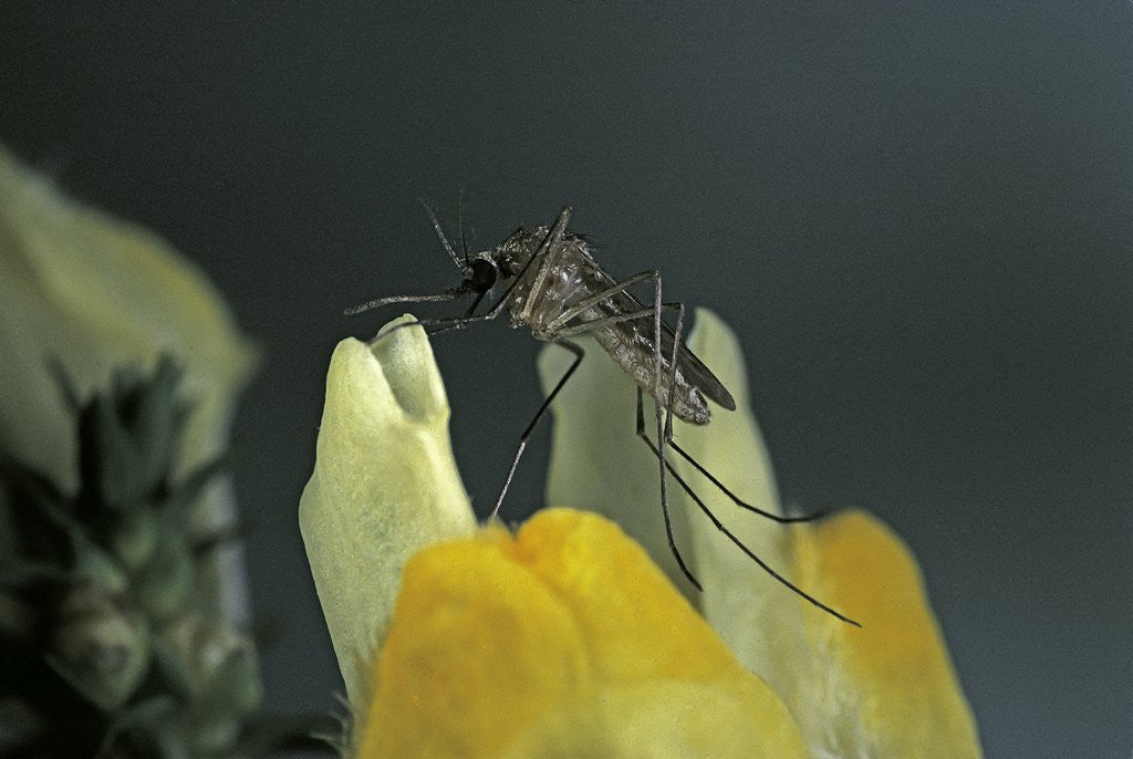Detail of Culex pipiens (common house mosquito) - on a flower by Anonymous