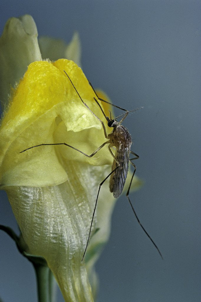 Detail of Culex pipiens (common house mosquito) - on a flower by Anonymous