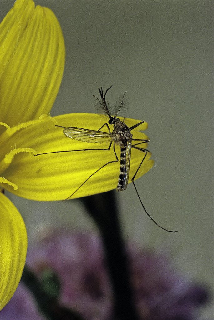 Detail of Culex pipiens (common house mosquito) - on a flower by Anonymous