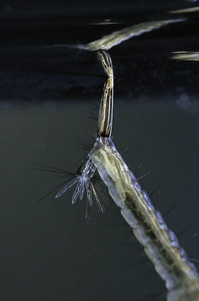 Detail of Culex pipiens (common house mosquito) - respiratory organ of larva by Anonymous