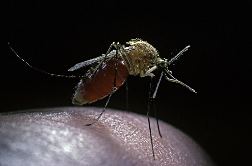 Detail of Culex pipiens (common house mosquito) - gorged with human blood by Anonymous