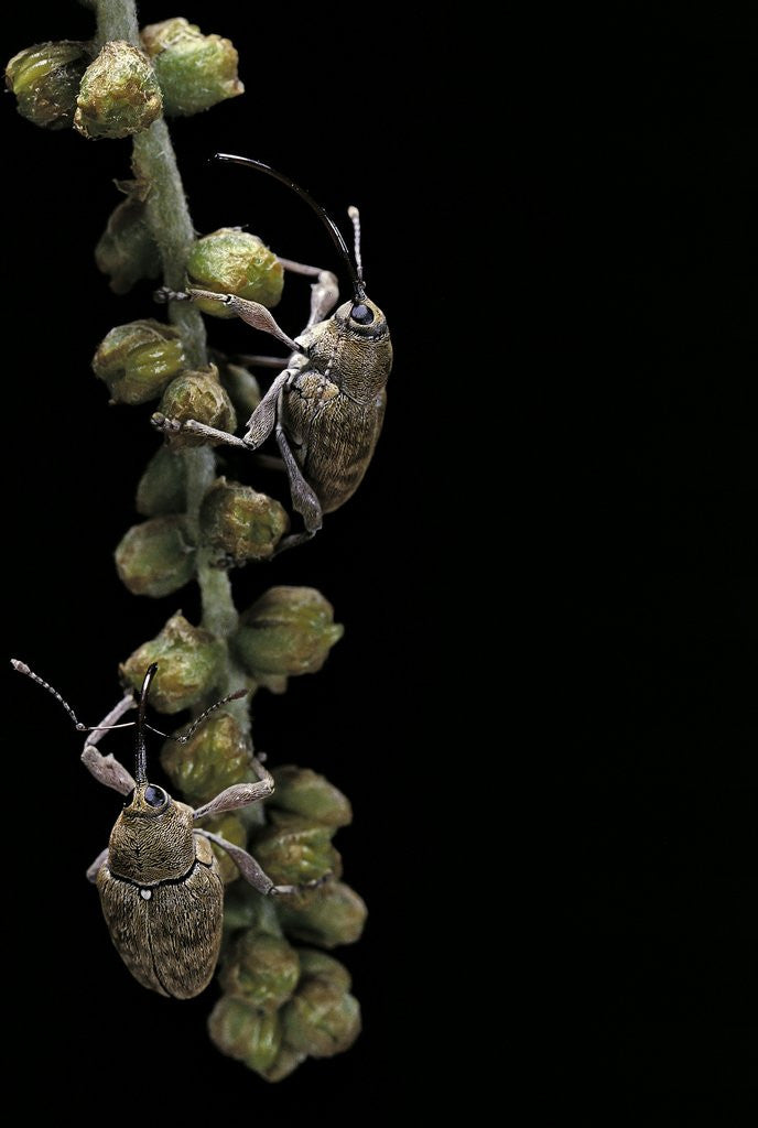 Detail of Curculio glandium (acorn weevil) by Anonymous