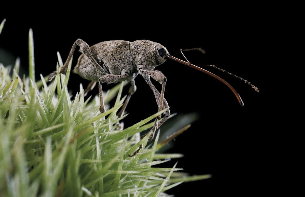 Detail of Curculio elephas (chestnut weevil) by Anonymous