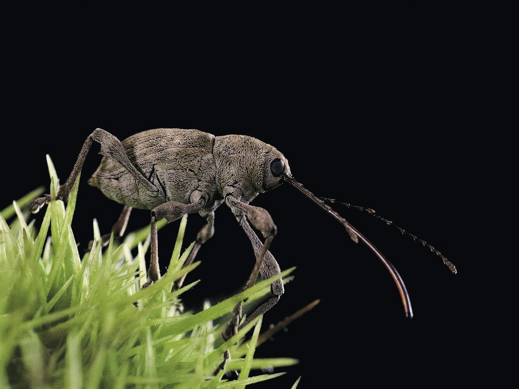 Detail of Curculio elephas (chestnut weevil) by Anonymous