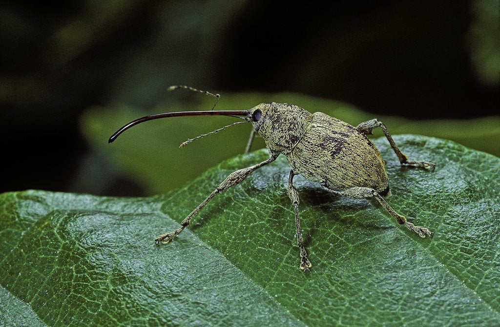 Detail of Curculio elephas (chestnut weevil) by Anonymous