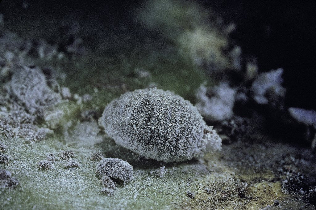 Detail of Dactylopius coccus (opuntia cochineal scale) by Anonymous