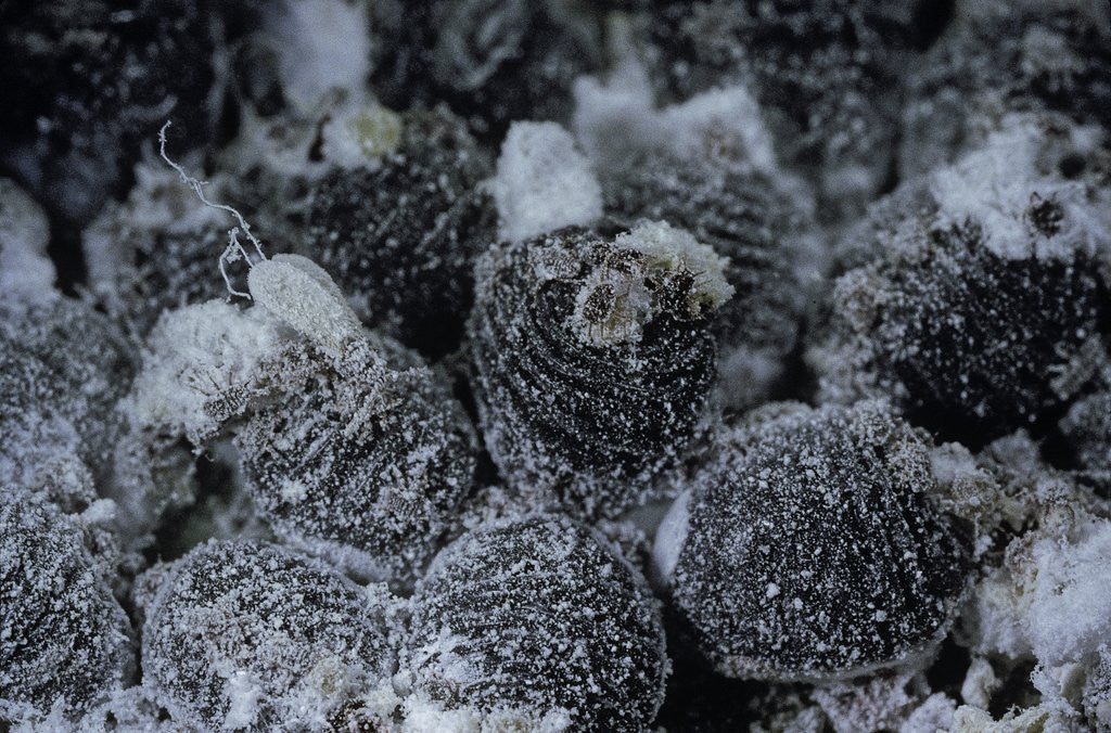 Detail of Dactylopius coccus (opuntia cochineal scale) by Anonymous