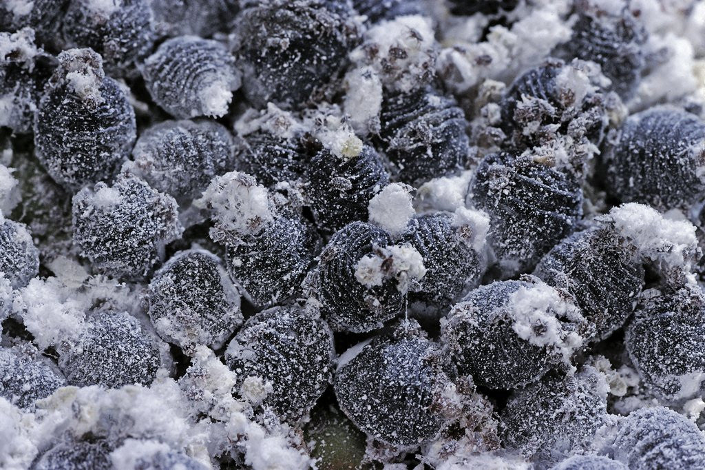 Detail of Dactylopius coccus (opuntia cochineal scale) by Anonymous