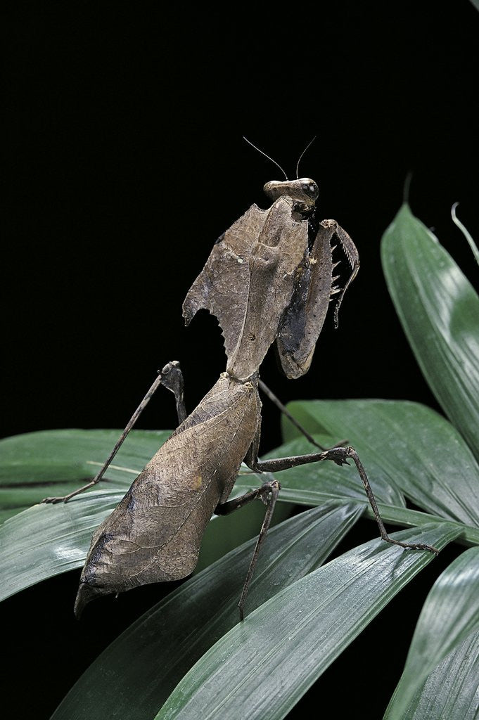 Detail of Deroplatys desiccata (giant dead leaf mantis) by Anonymous