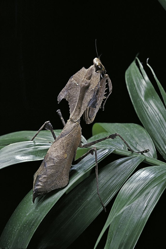 Detail of Deroplatys desiccata (giant dead leaf mantis) by Anonymous