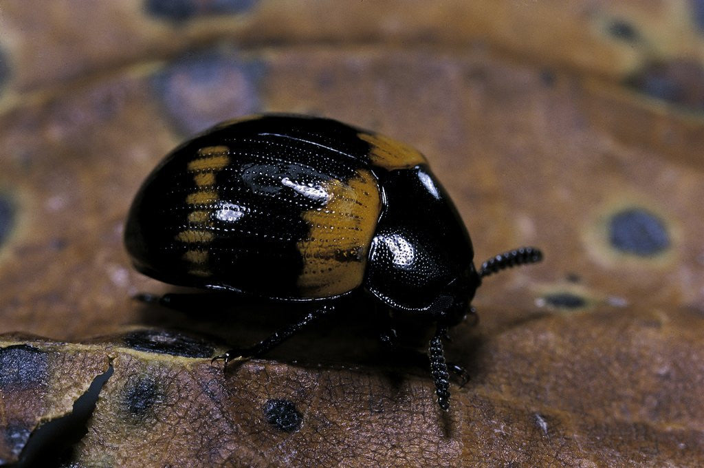 Detail of Diaperis boleti (darkling beetle) by Corbis