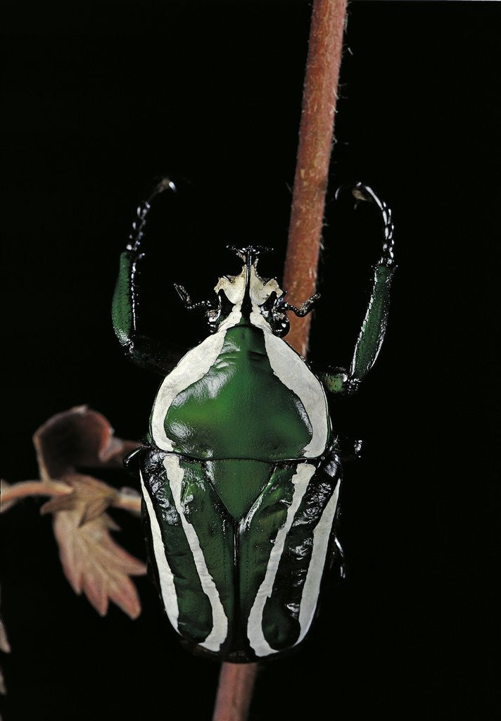 Detail of Dicronorrhina derbyana layardi (flower chafer) by Anonymous