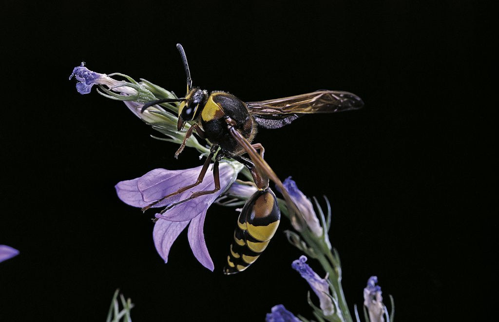 Detail of Delta unguiculatum (mud dauber wasp) by Anonymous