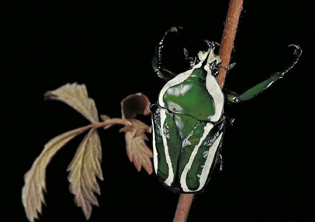 Detail of Dicronorrhina derbyana layardi (flower chafer) by Anonymous