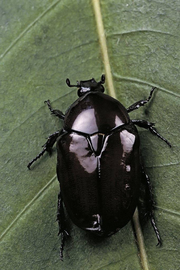 Detail of Diplognatha gagates (flower chafer) by Anonymous