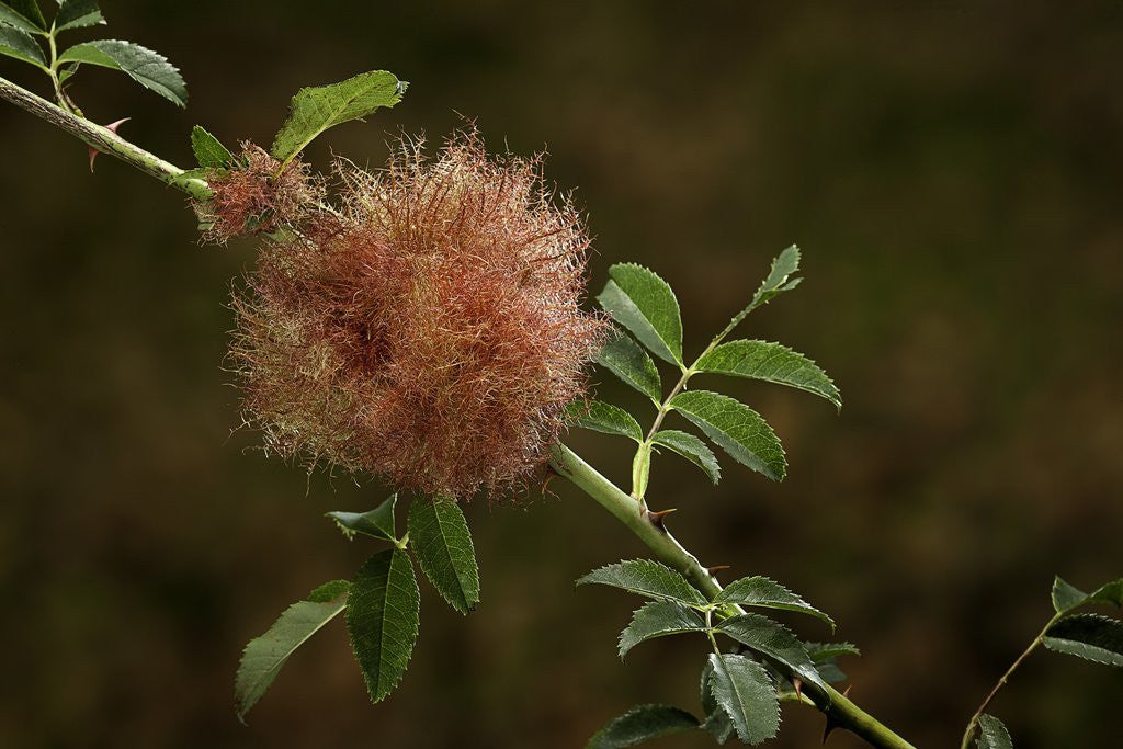 Detail of Diplolepis rosae (mossy rose gall wasp) - rose bedeguar gall by Anonymous