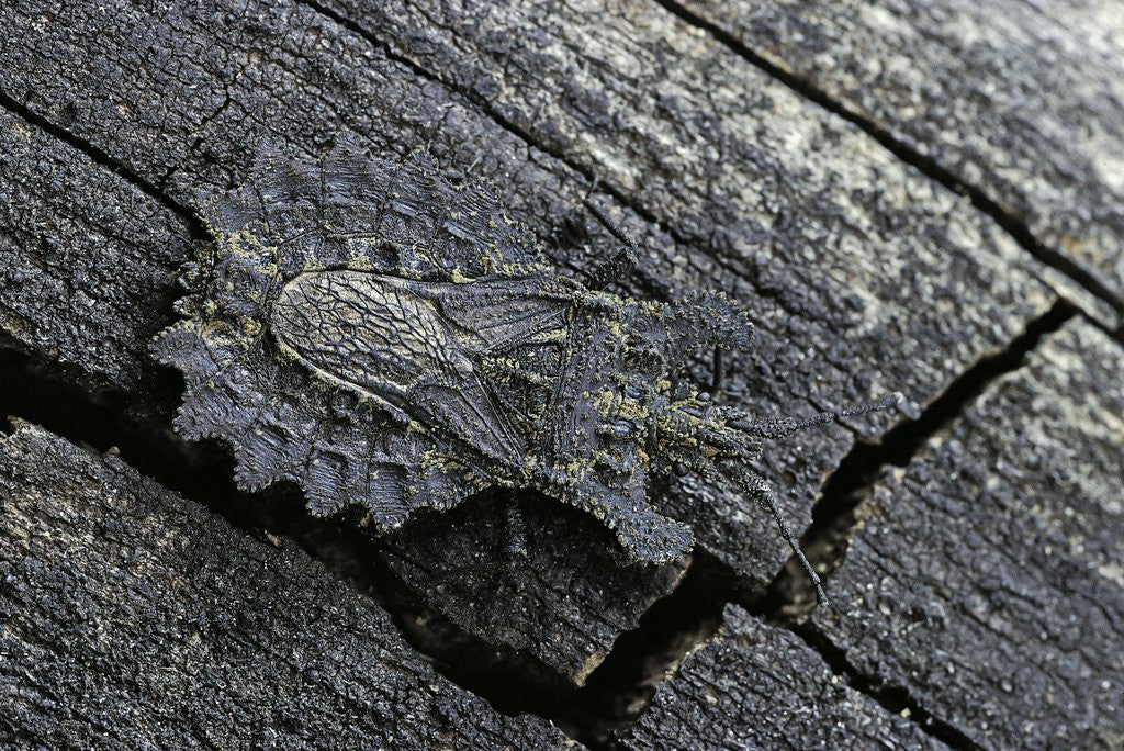 Detail of Dysodius lunatus (lunate flatbug) by Anonymous