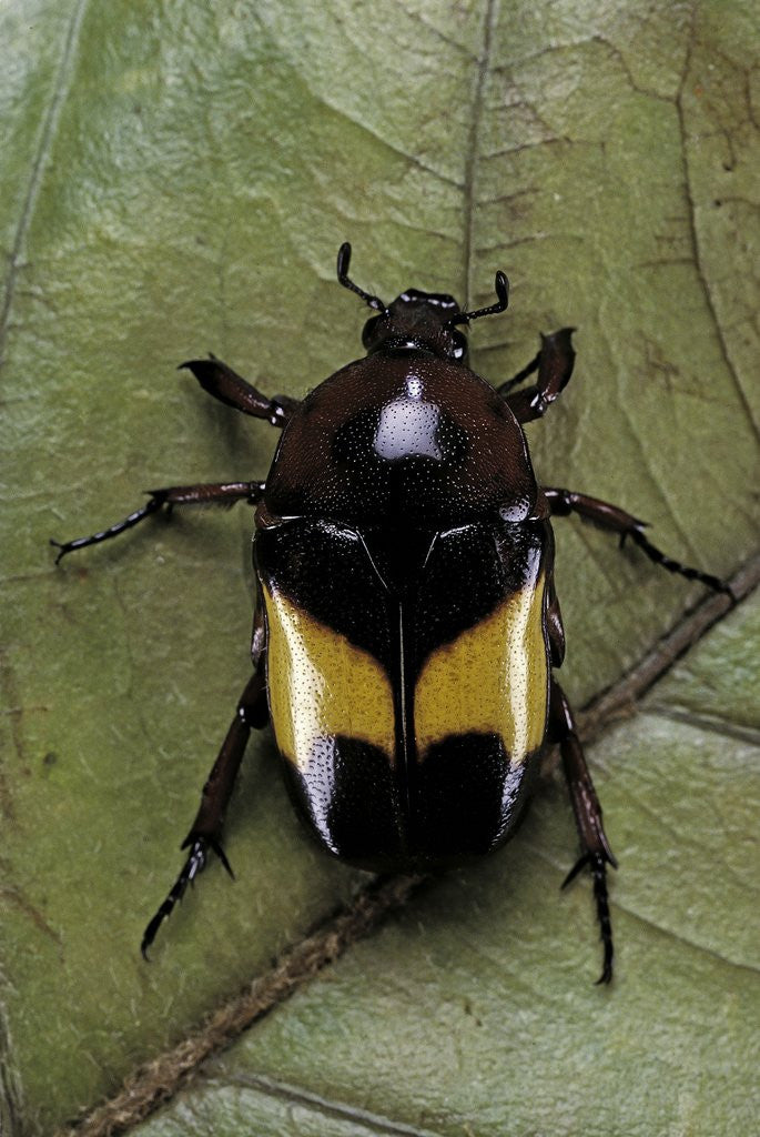 Detail of Dyspilophora abbreviata (flower beetle) by Anonymous