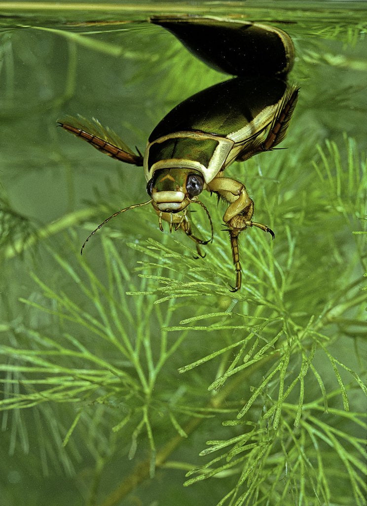 Detail of Dytiscus marginalis (great diving beetle) by Corbis