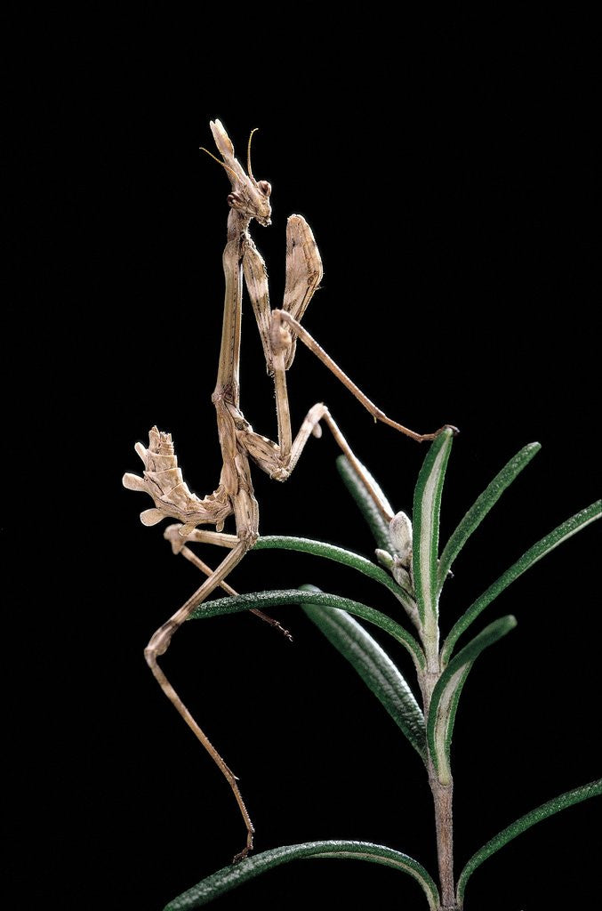 Detail of Empusa pennata (conehead mantis) - larva by Anonymous