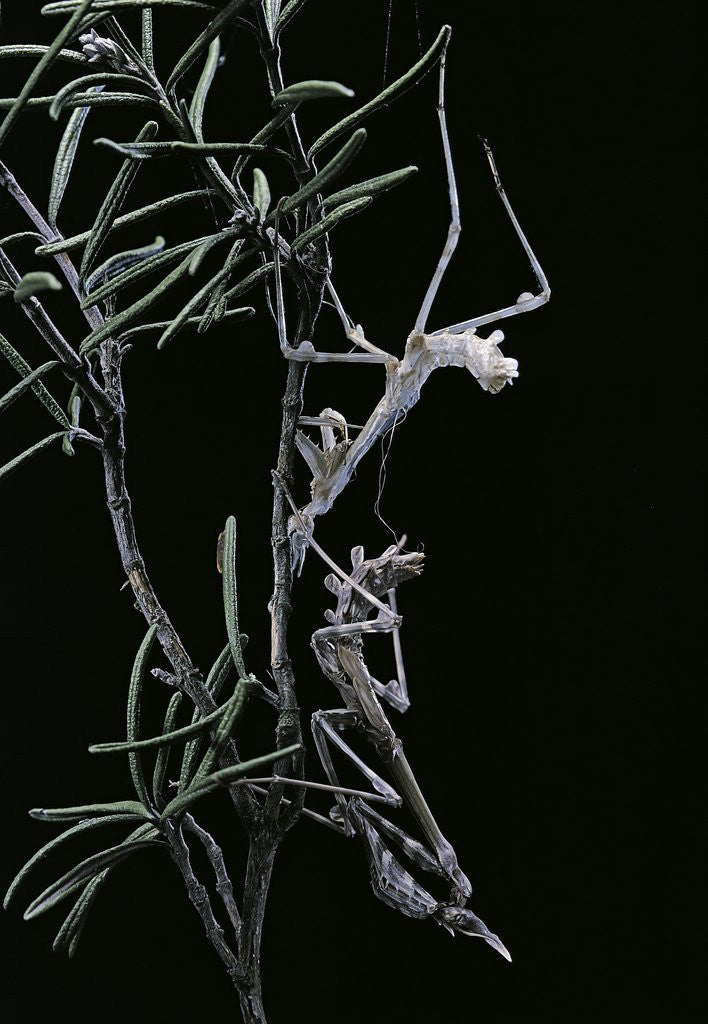 Detail of Empusa pennata (conehead mantis) - newly emerged by Anonymous