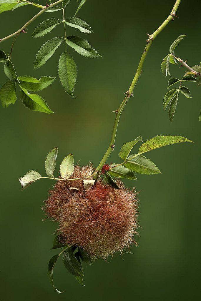 Detail of Diplolepis rosae (mossy rose gall wasp) - rose bedeguar gall by Anonymous