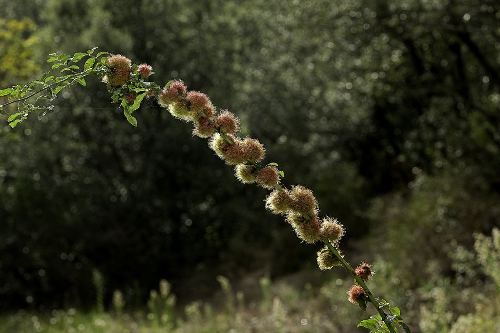 Detail of Diplolepis rosae (mossy rose gall wasp) - rose bedeguar gall by Anonymous