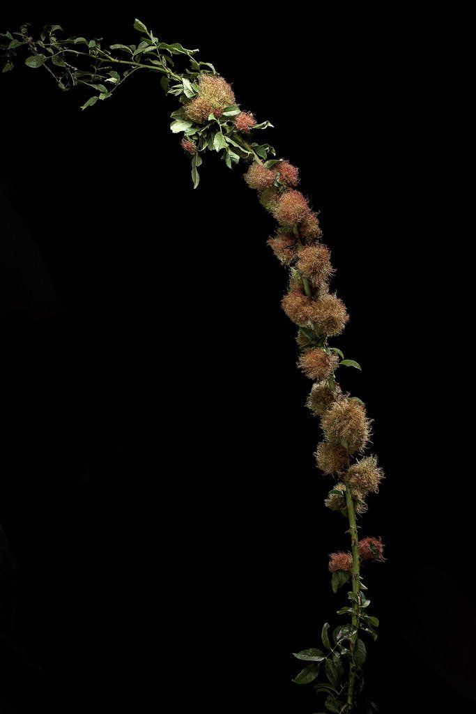 Detail of Diplolepis rosae (mossy rose gall wasp) - rose bedeguar gall by Anonymous