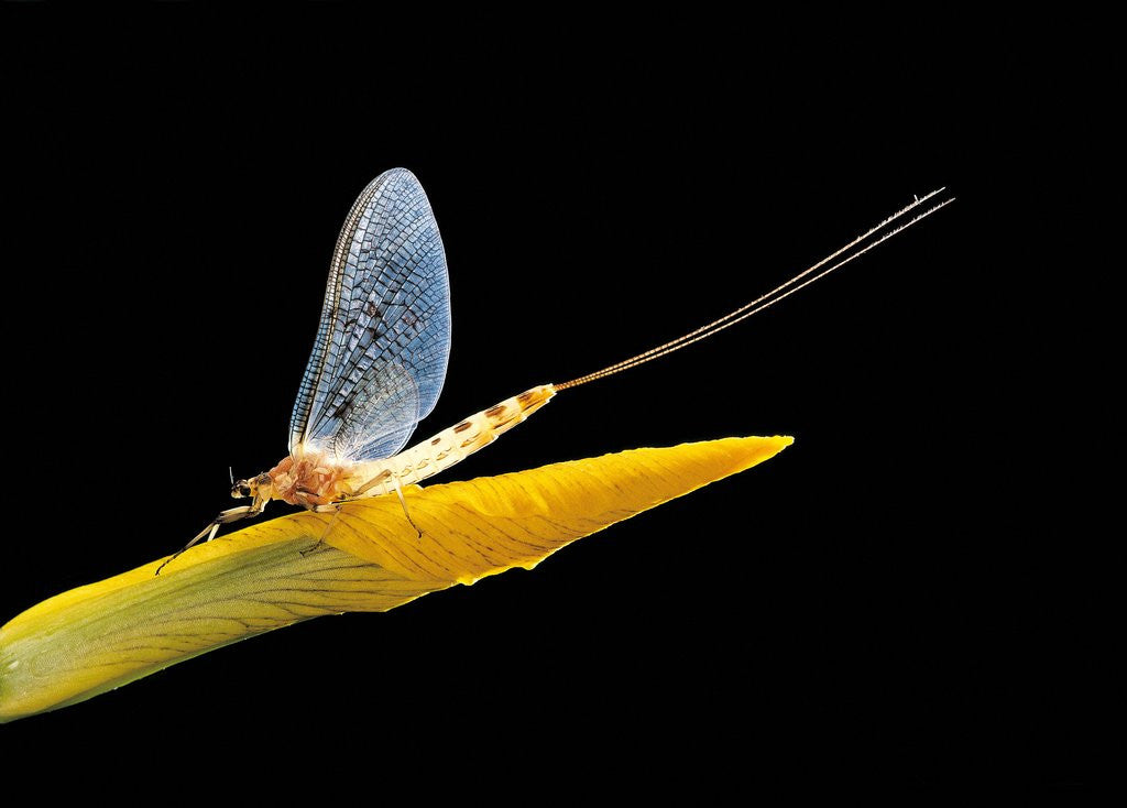 Detail of Ephemera danica (mayfly) by Corbis