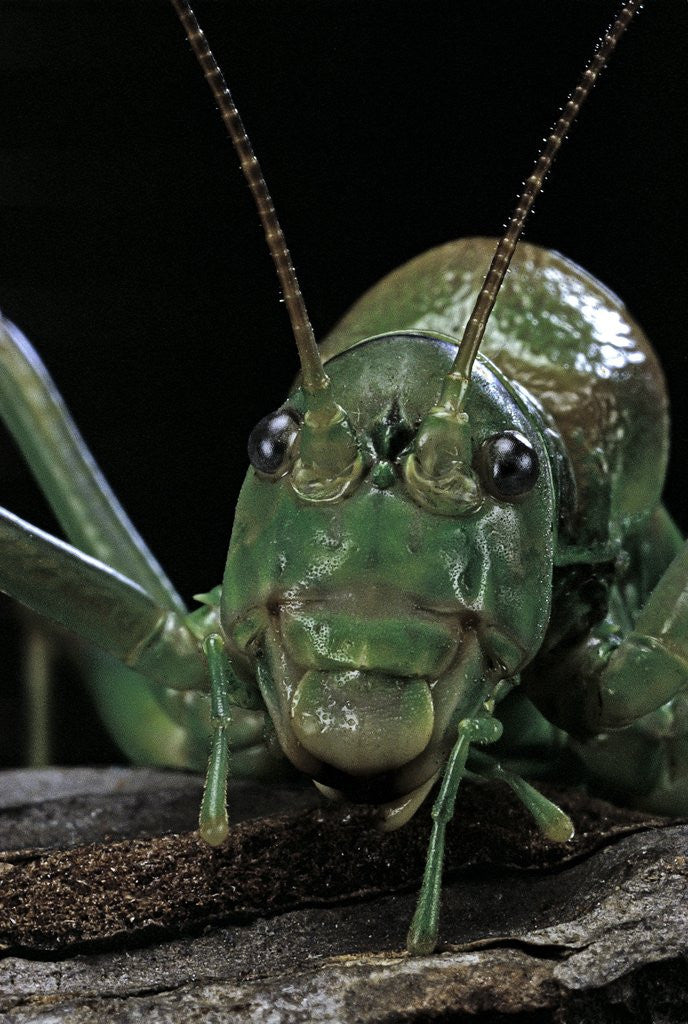 Detail of Ephippiger diurnus (bushcricket) by Anonymous