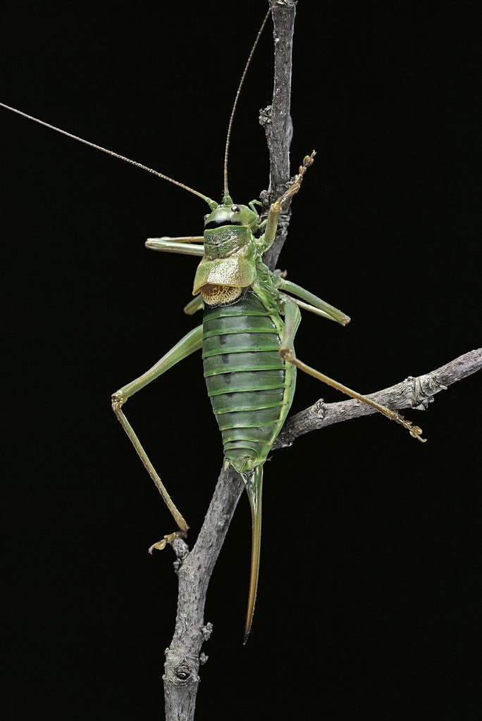 Detail of Ephippiger ephippiger (european bushcricket) by Anonymous