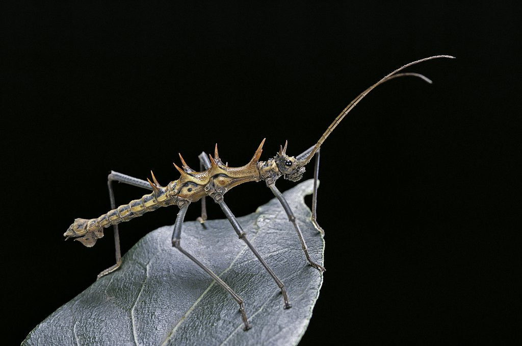 Detail of Epidares nolimetangere (touch me not stick insect) by Corbis
