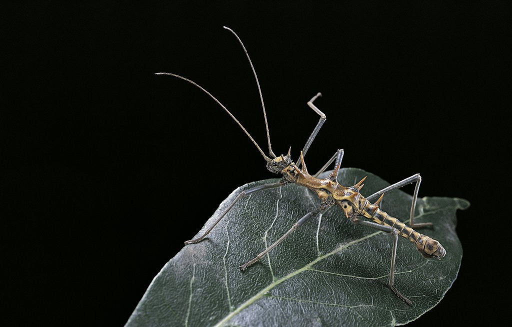 Detail of Epidares nolimetangere (touch me not stick insect) by Anonymous