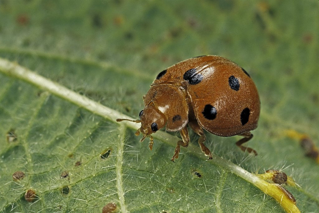 Detail of Epilachna chrysomelina (melon ladybeetle) by Anonymous