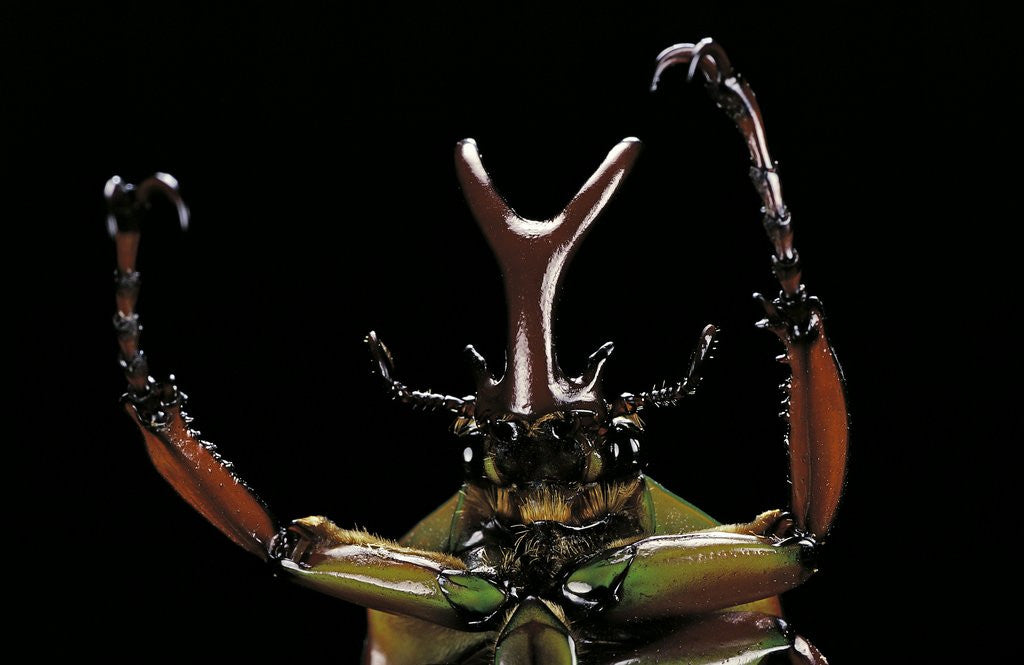 Detail of Eudicella gralli schultzeorum (flamboyant flower beetle) by Anonymous