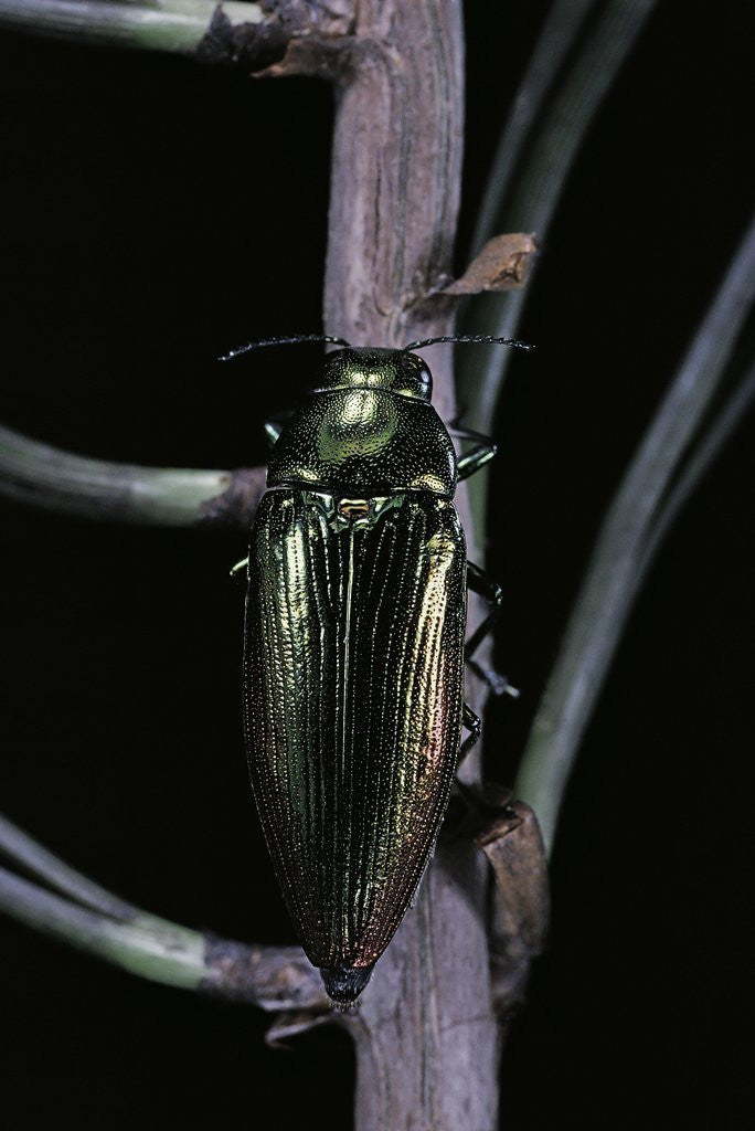 Detail of Eurythyrea micans (jewel beetle) by Anonymous