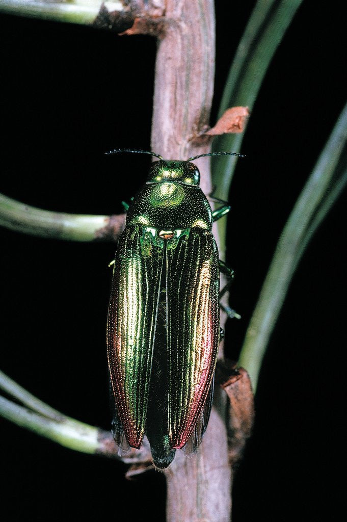Detail of Eurythyrea micans (jewel beetle) by Anonymous