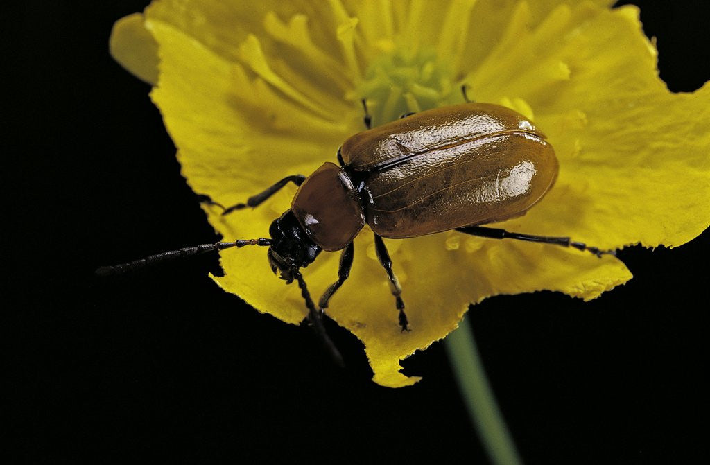 Detail of Exosoma lusitanicum (daffodil leaf beetle) by Corbis