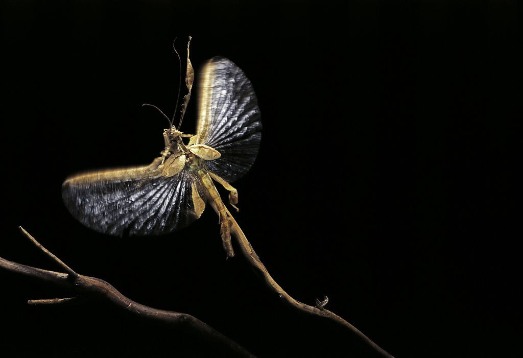 Detail of Extatosoma tiaratum (giant prickly stick insect) - flying away by Anonymous