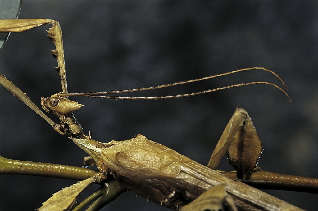 Detail of Extatosoma tiaratum (giant prickly stick insect) - male by Corbis