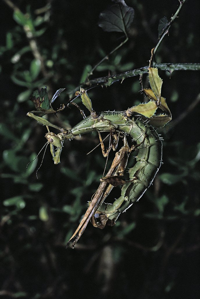 Detail of Extatosoma tiaratum (giant prickly stick insect) - mating by Anonymous
