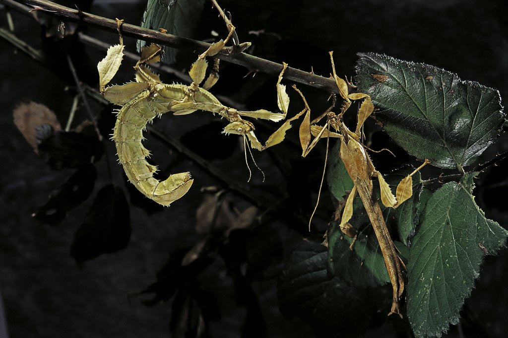 Detail of Extatosoma tiaratum (giant prickly stick insect) - male with female by Corbis