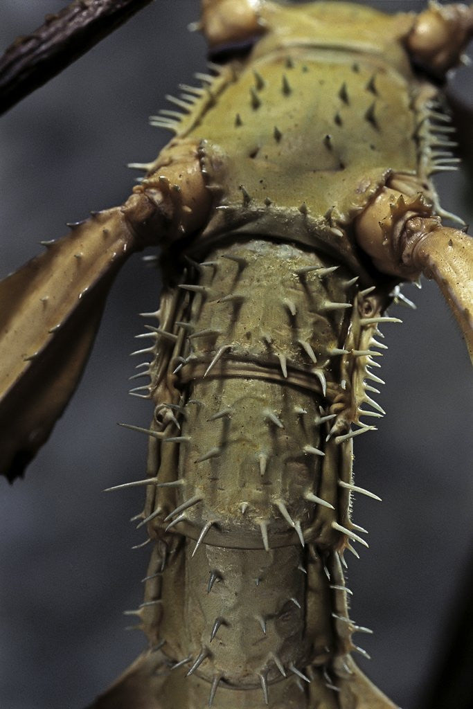 Detail of Extatosoma tiaratum (giant prickly stick insect) by Anonymous