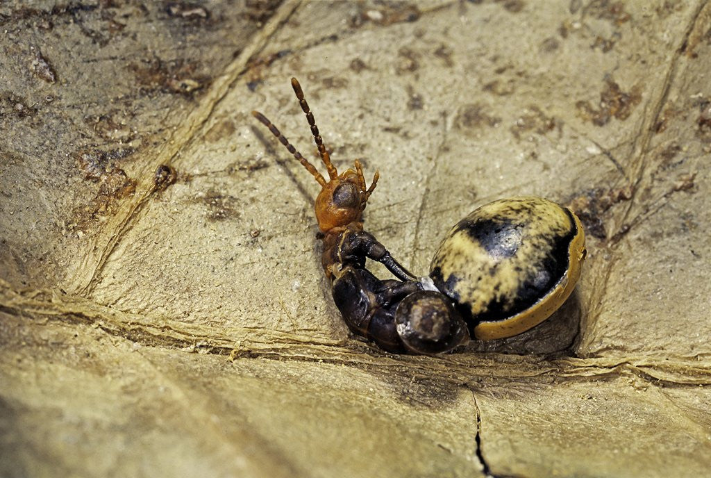 Sticky Insect Hatching Extatosoma tiaratum (giant prickly stick insect) - hatching posters ...