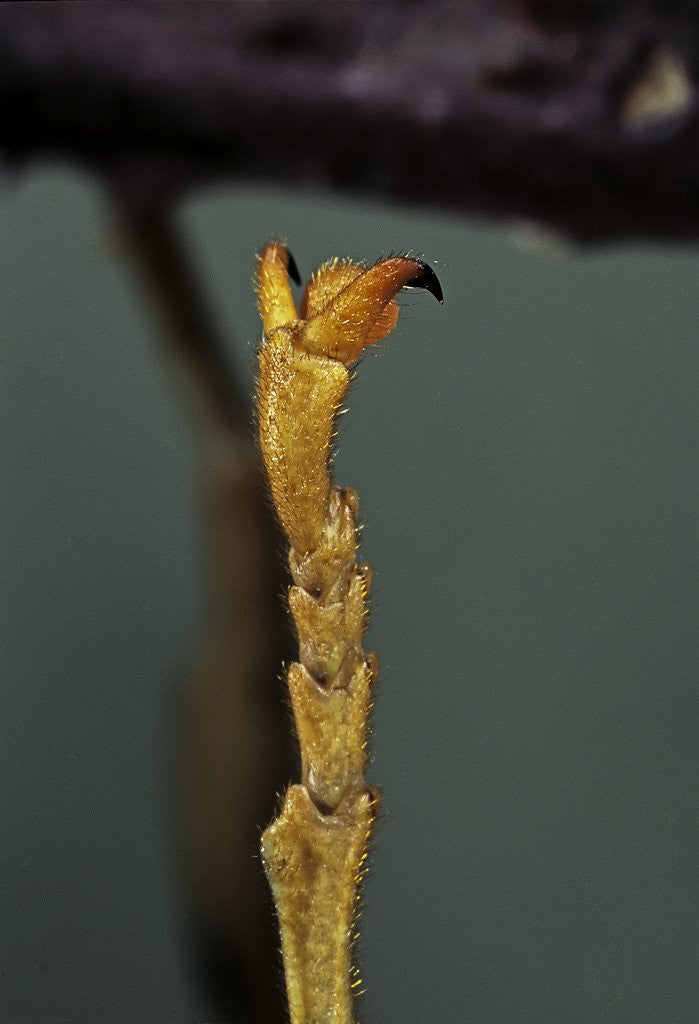 Detail of Extatosoma tiaratum (phasme) - end of leg by Anonymous