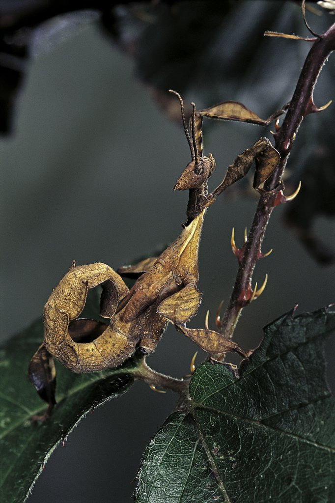 Detail of Extatosoma tiaratum (giant prickly stick insect) - larva by Anonymous