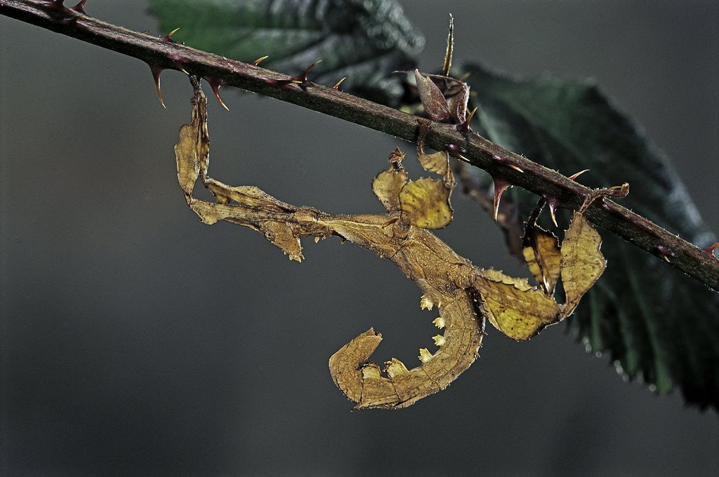 Detail of Extatosoma tiaratum (giant prickly stick insect) - larva by Anonymous
