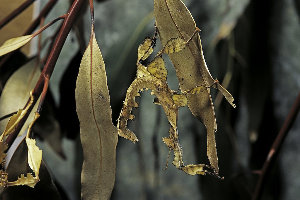 Detail of Extatosoma tiaratum (giant prickly stick insect) - larva by Anonymous